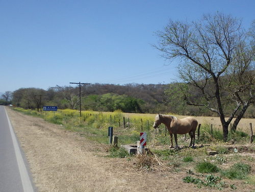 Shortly after taking this horse picture we dodged a pickup truck passing vehicles in a no passing lane.